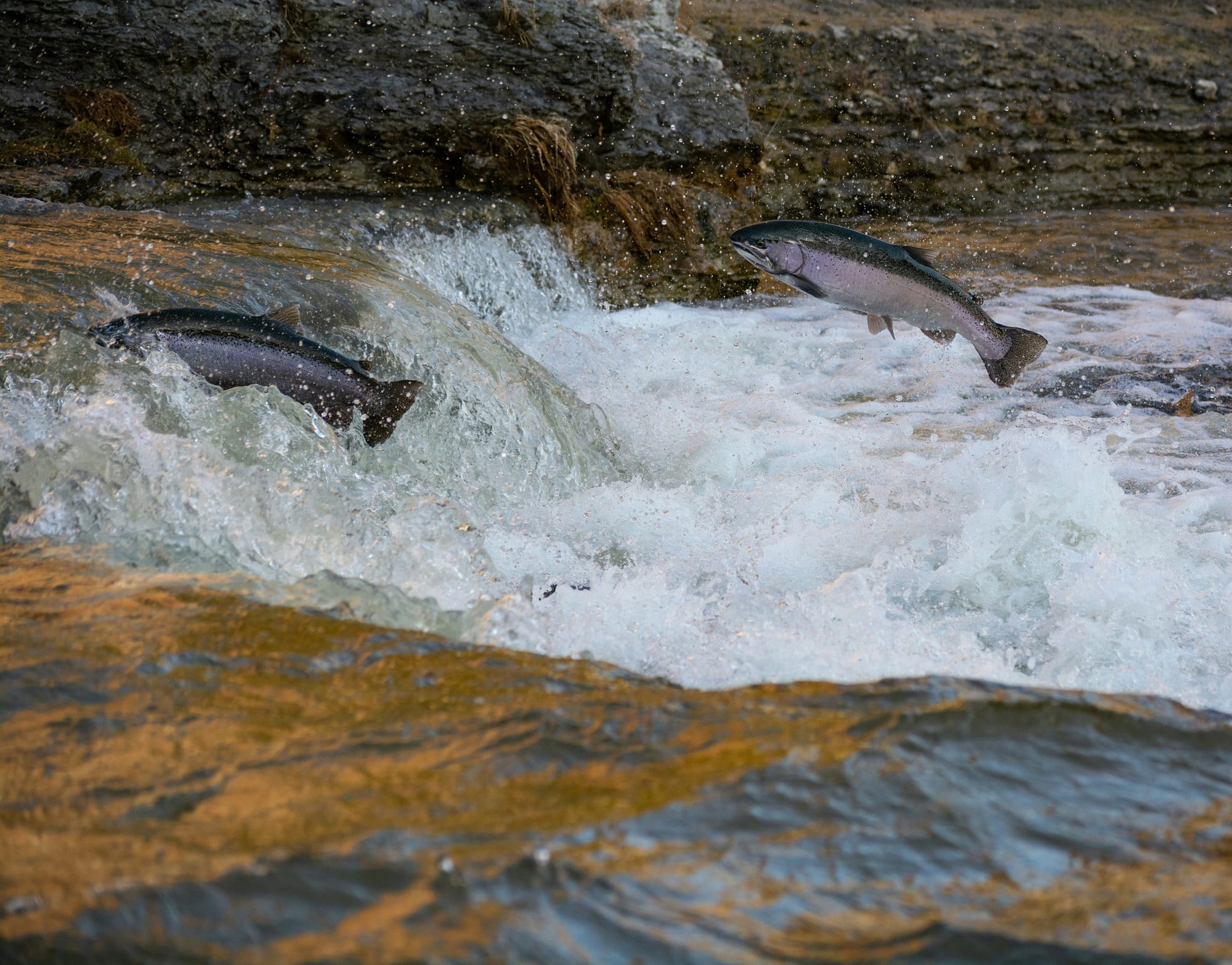 Chum Salmon