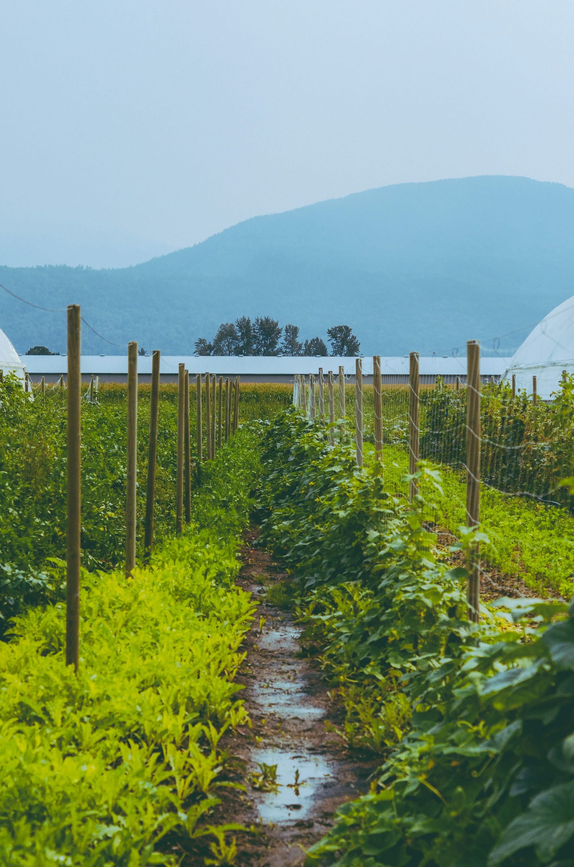 Cowichan Valley farm in the rain